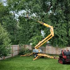 Why Choose Our Tree Removal Services in Wright, WY?